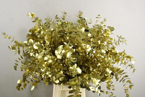 <h4>Eucalyptus Cinerea Bs Gold</h4>