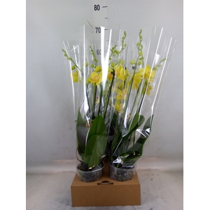 Phalaenopsis   ...yellow