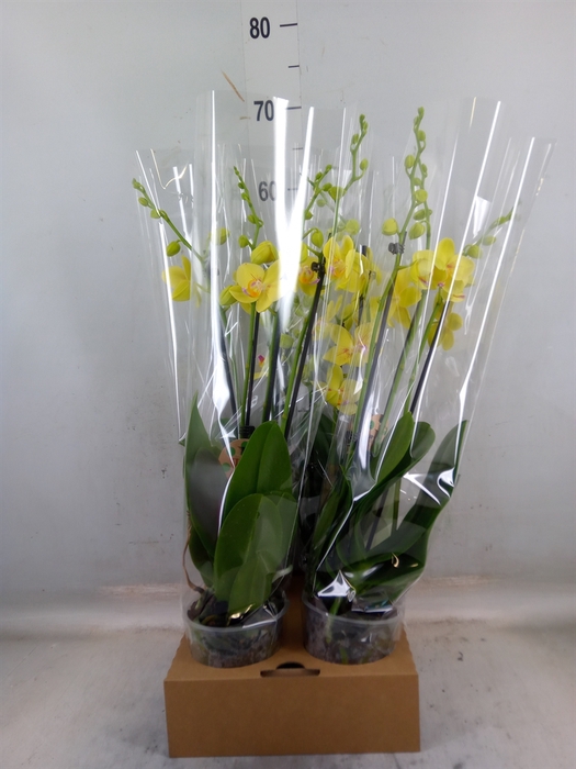 <h4>Phalaenopsis   ...yellow</h4>