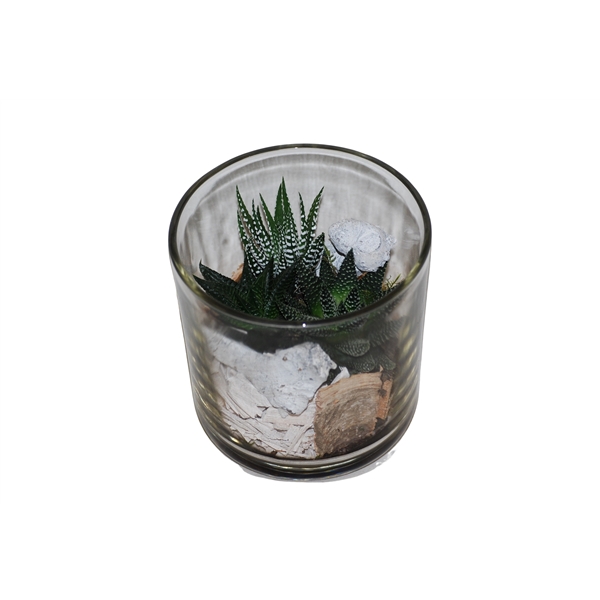 <h4>933 HAW Cil.glas mini Haworthia mix</h4>