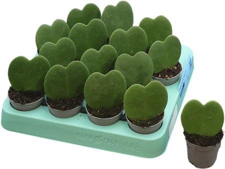 <h4>Hoya Kerrii Single</h4>