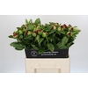 Paeonia The Mackinac Grand