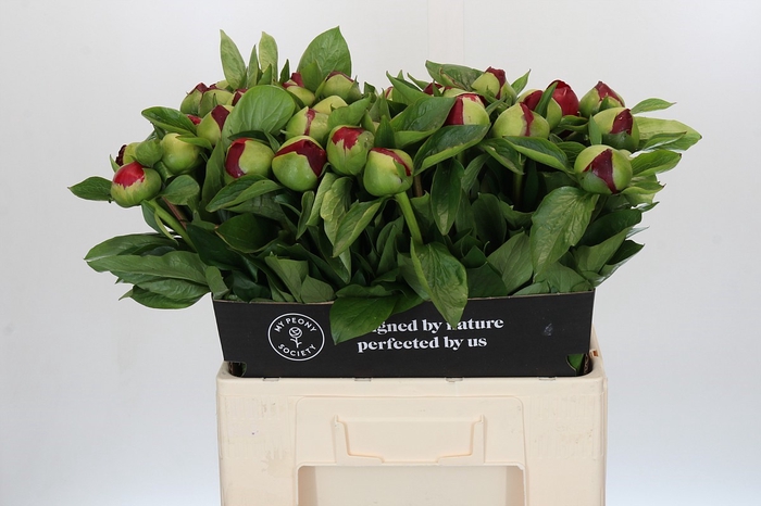 <h4>Paeonia The Mackinac Grand</h4>