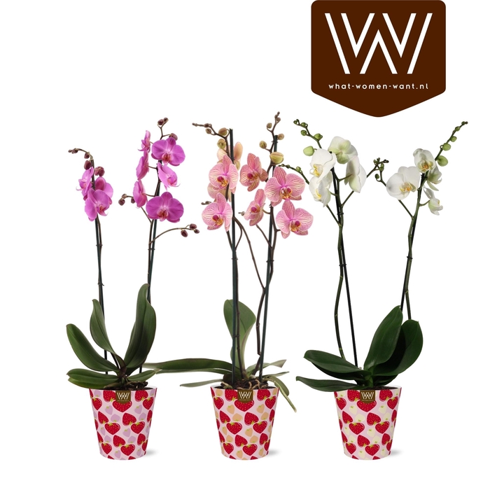 <h4>PHAL GEM 5 KL</h4>