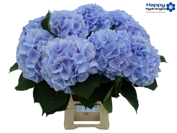 <h4>HYDR M CH VERENA BL</h4>