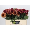 Dahlia Creme de Cognac