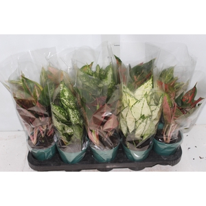 AGLAONEMA VARIADA P12