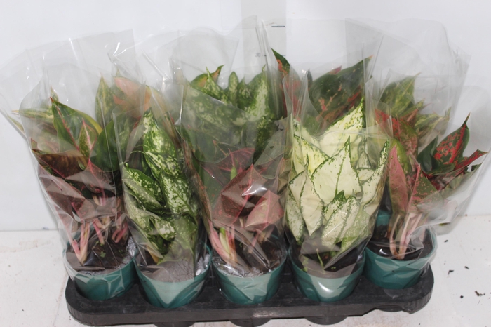 <h4>AGLAONEMA VARIADA P12</h4>