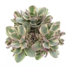 Crassula Overig Moneymaker CR8016