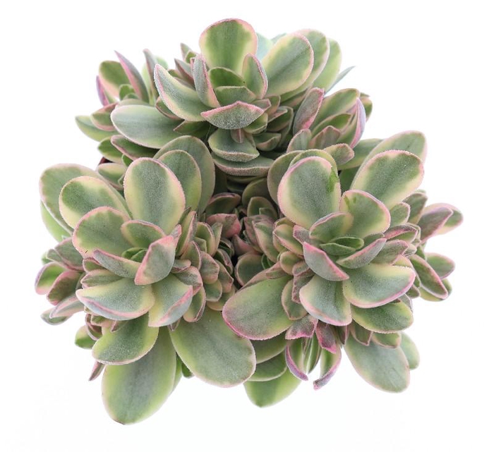 <h4>Crassula Overig Moneymaker CR8016</h4>