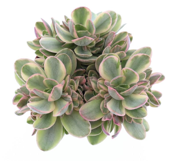 Crassula Overig Moneymaker CR8016