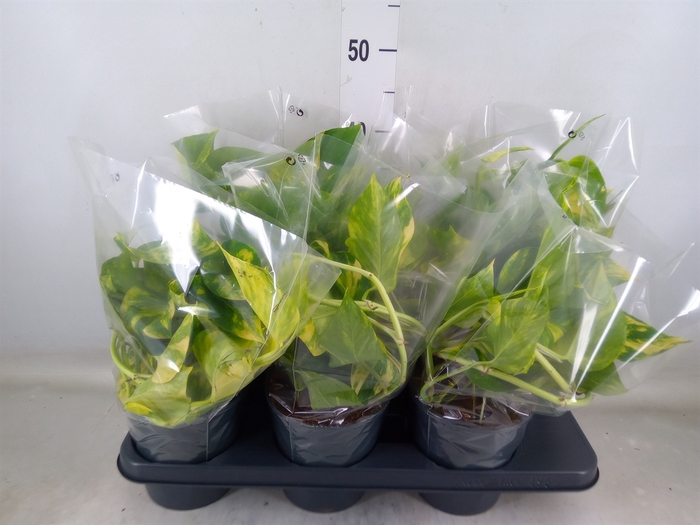 <h4>Epipremnum pinn. 'Aureum'</h4>
