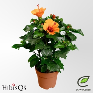 Hibiscus