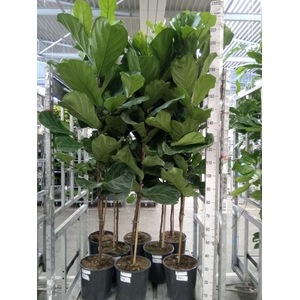 Ficus lyrata