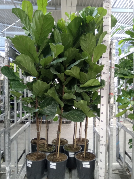 <h4>Ficus lyrata</h4>