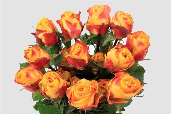 <h4>Rosa ec silantoi</h4>