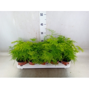 Asparagus setaceus