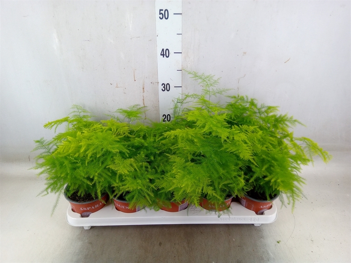 <h4>Asparagus setaceus</h4>