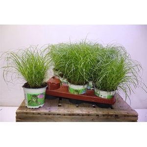 arr8 Cyper Alt Zumula