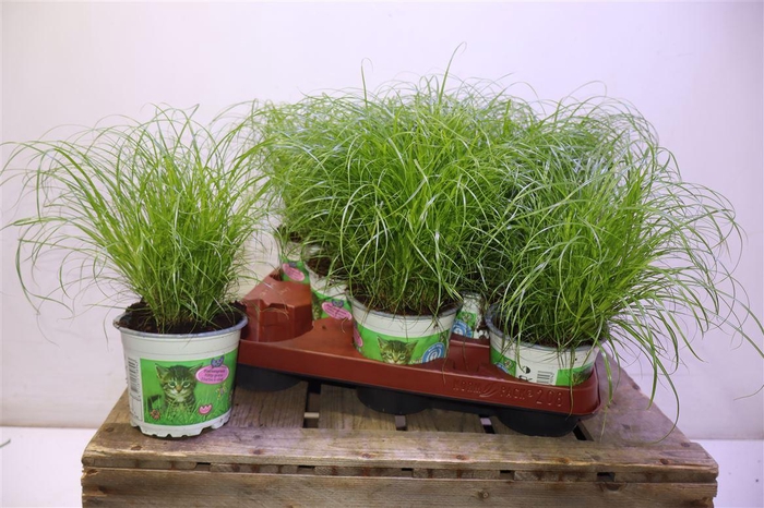 <h4>arr8 Cyper Alt Zumula</h4>