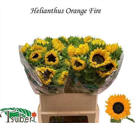 <h4>Helianthus Orange Fire</h4>