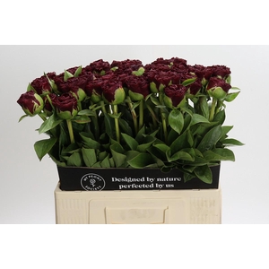 Paeonia Old Faithful