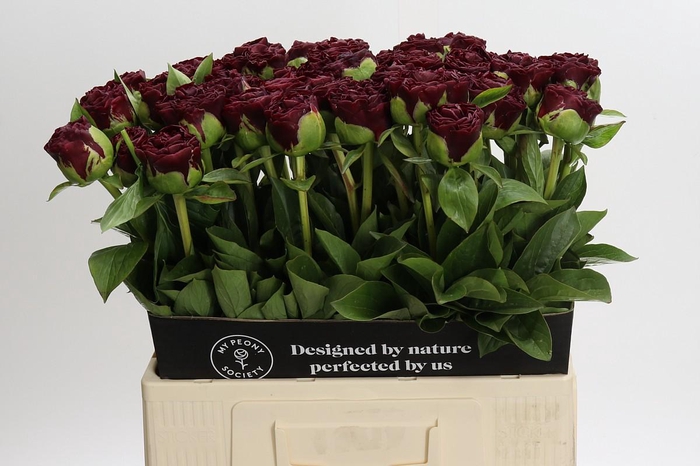 <h4>Paeonia Old Faithful</h4>