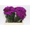 Dianthus Br Amazon Neon Purple