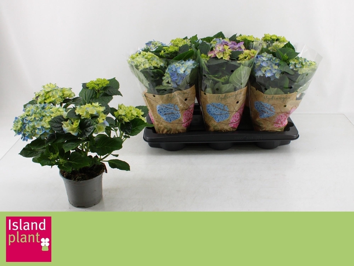 <h4>HYDR M EARLY BLUE</h4>