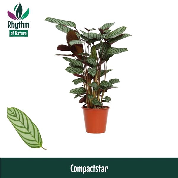 <h4>Ctenanthe setosa 'Compactstar'</h4>
