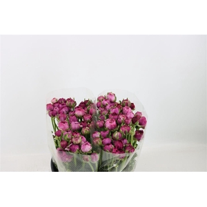 Ran Amandine Purple Jean