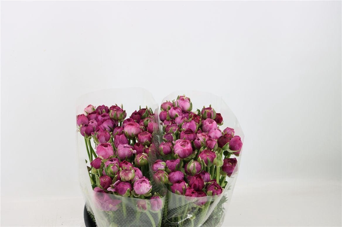 <h4>Ran Amandine Purple Jean</h4>