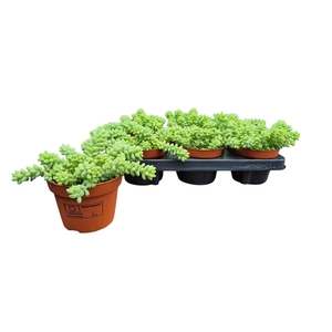 SEDUM BURRITO