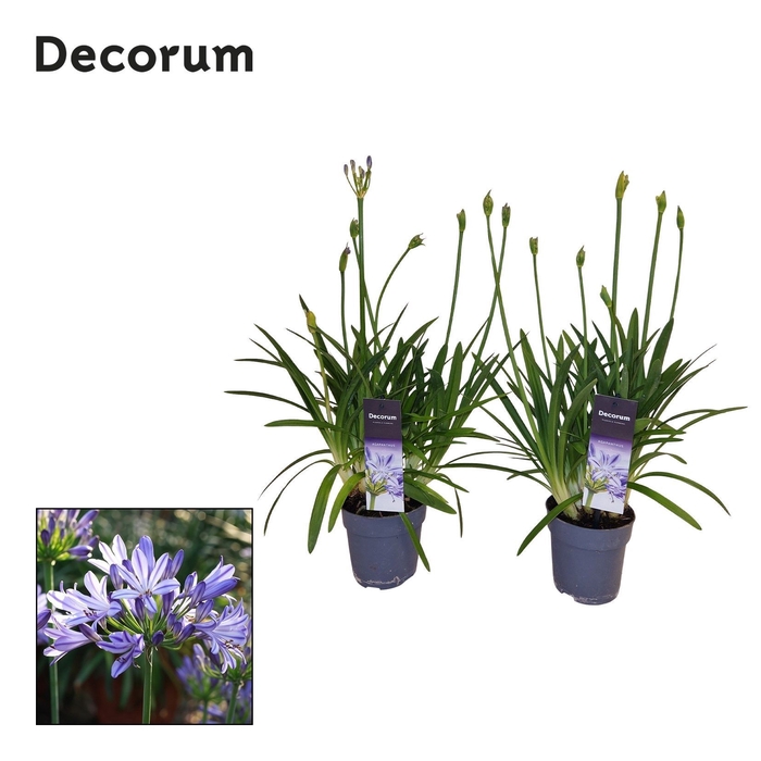 <h4>Agapanthus Charlotte blauw. pot 12 cm 4+ knoppen Decorum</h4>