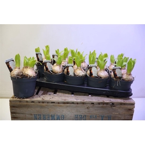 arr8 Hyacin White Pearl