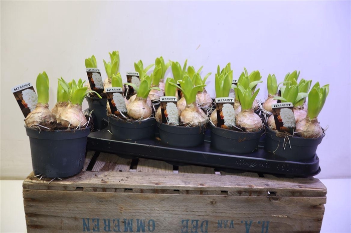 <h4>Hyacin White Pearl</h4>