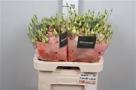 <h4>Eus G Corelli Coral</h4>