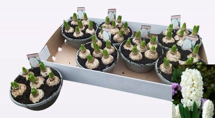 <h4>HYACIN FAIRY WHITE</h4>