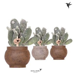 Kolibri Greens Opuntia white in Ancient pot brown