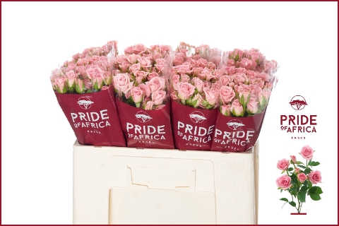 <h4>Rosa spray odilia</h4>