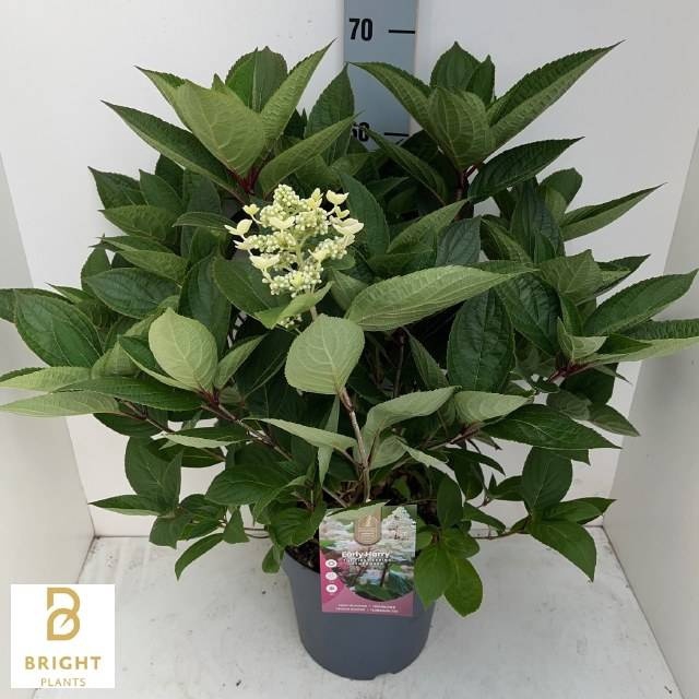 <h4>HYDR PANICULATA</h4>