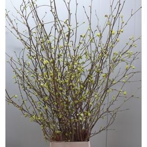 CORYLOPSIS S CYNTHIA 200CM