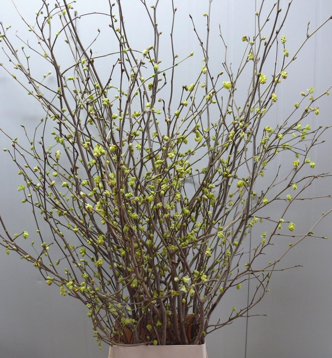 <h4>CORYLOPSIS S CYNTHIA 200CM</h4>