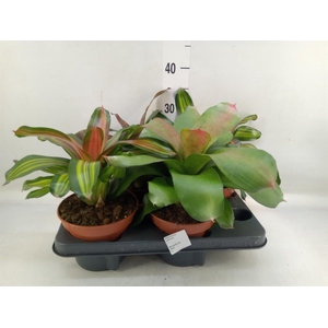 Neoregelia   ...mix