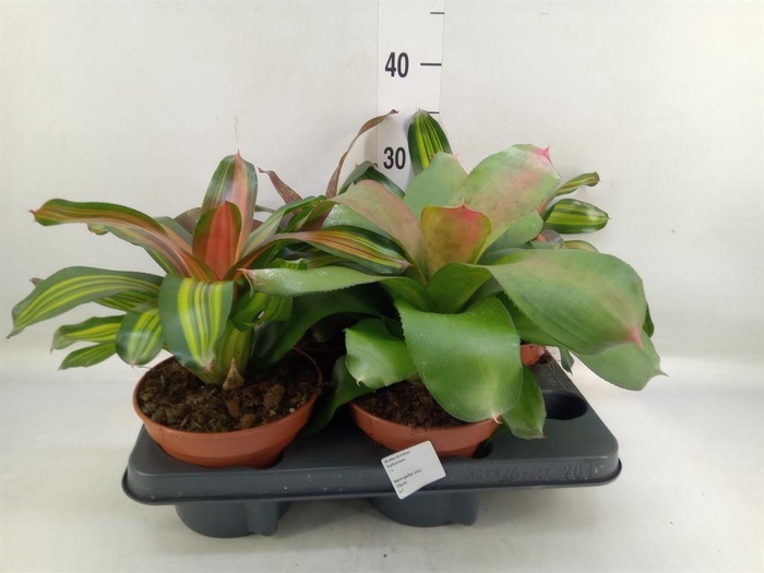 <h4>Neoregelia   ...mix</h4>