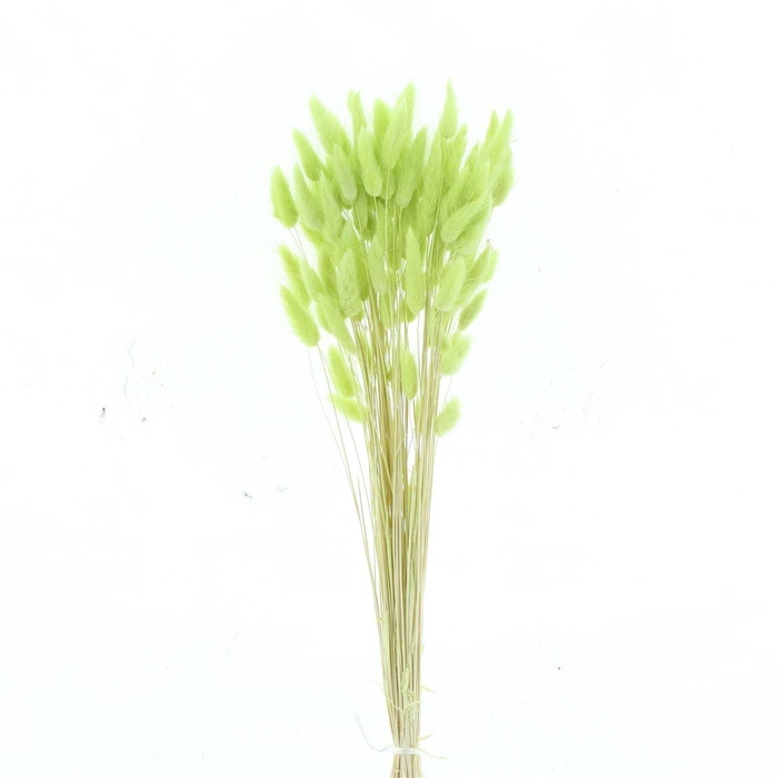 <h4>Dried Lagurus Bleached Apple Green Bs</h4>