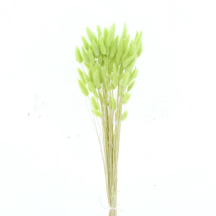 <h4>Dried Lagurus Bleached Apple Green Bs</h4>
