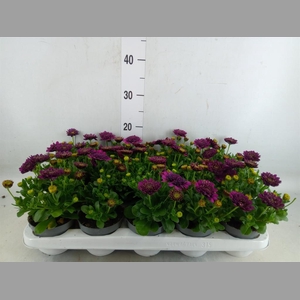 Osteospermum  'FlowPow Dbl Purple'