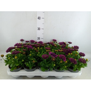Osteospermum  'FlowPow Dbl Purple'