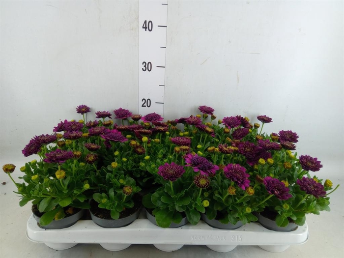 <h4>Osteospermum  'FlowPow Dbl Purple'</h4>
